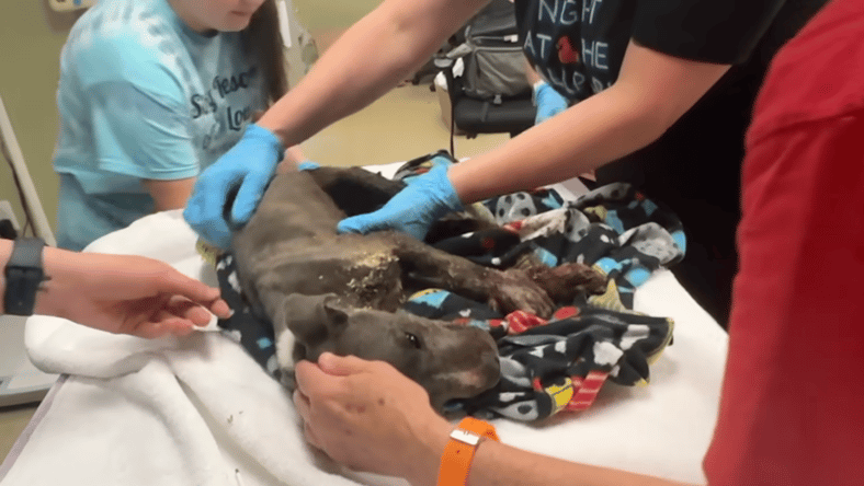 puppy dumped like a trash at vet